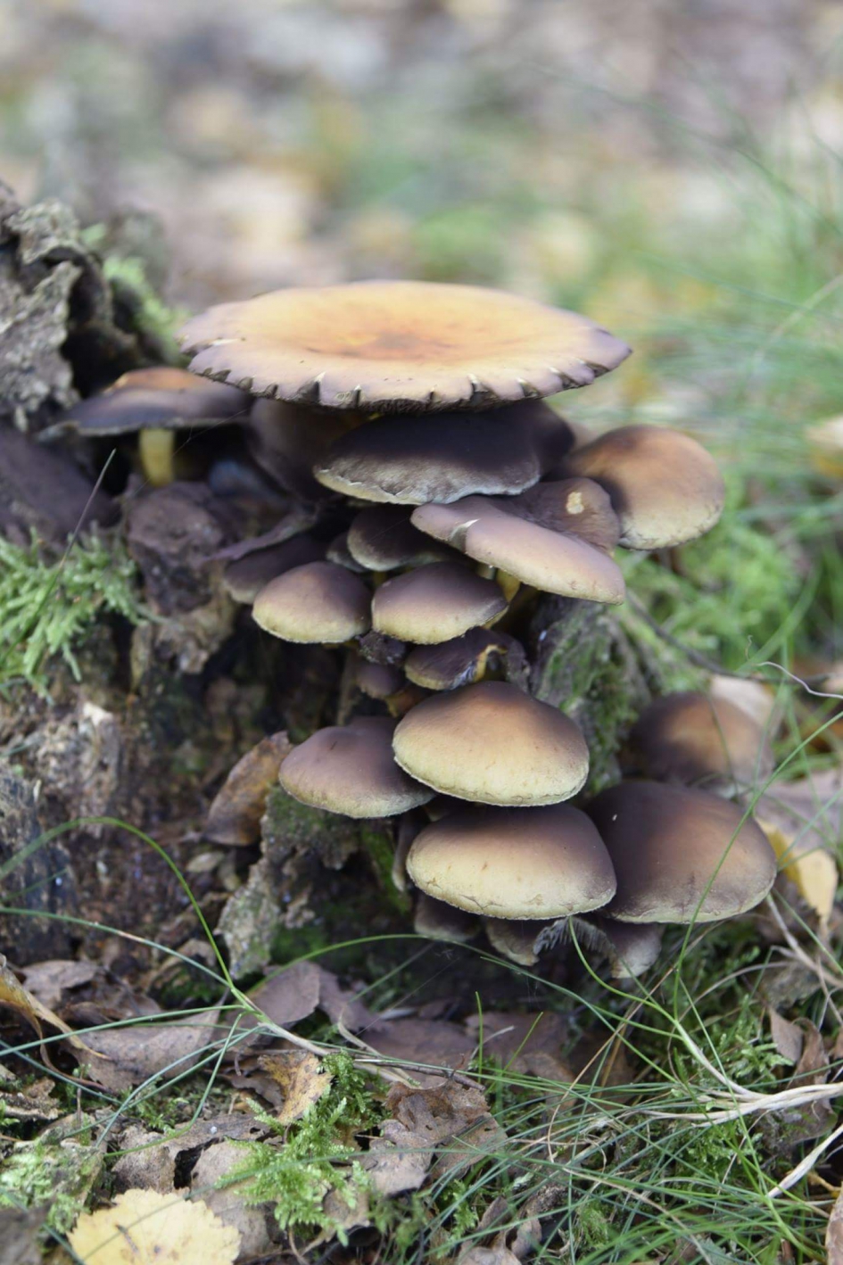 Herfst op de Grebbeberg 1 - Schimmels - 