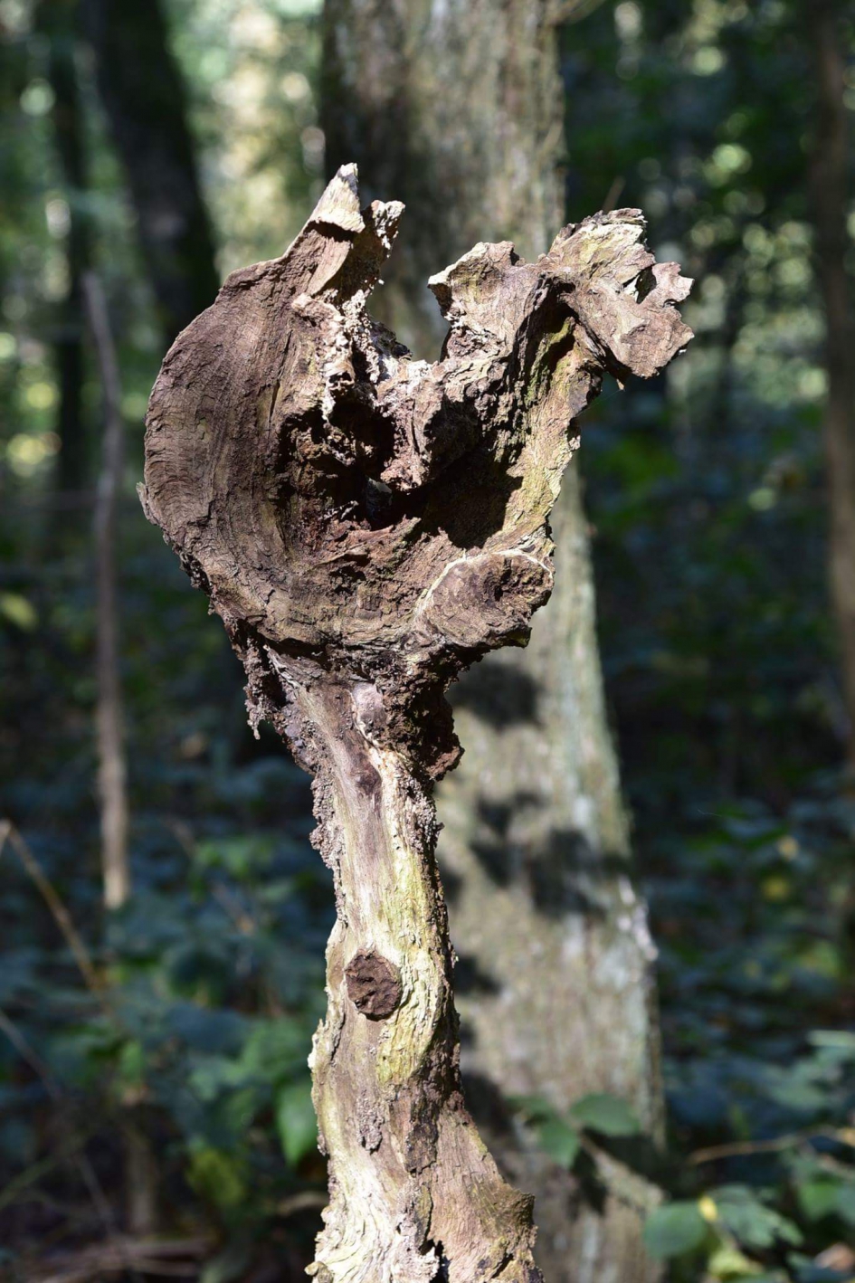 Herfst op de Grebbeberg 2 - Overig - 