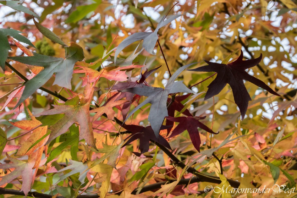 Herfstkleuren - Planten - Boom
