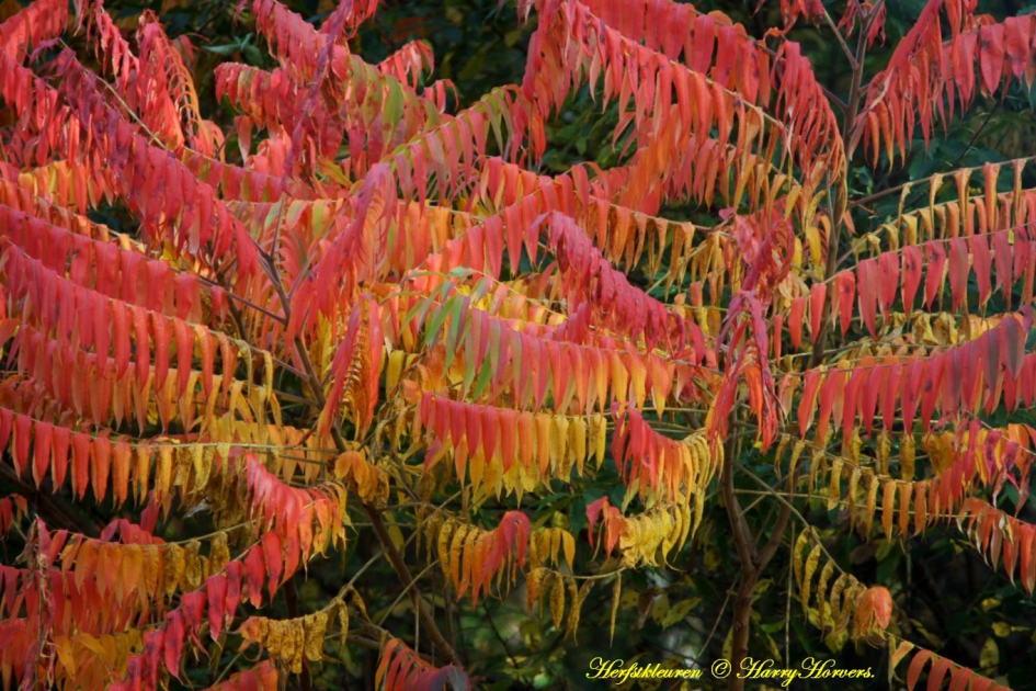 Herfstkleuren - Planten - 