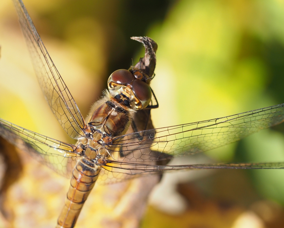 Herfstsferen - Geleedpotigen - Houtpantserjuffer