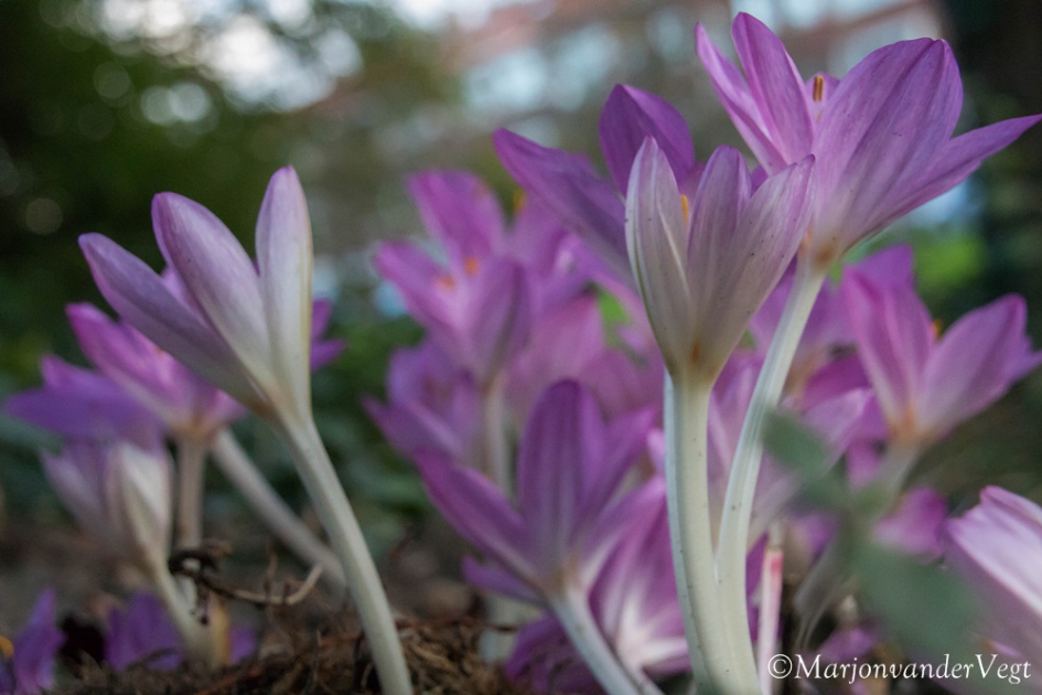 Herfsttijloos - Planten - Herfsttijloos