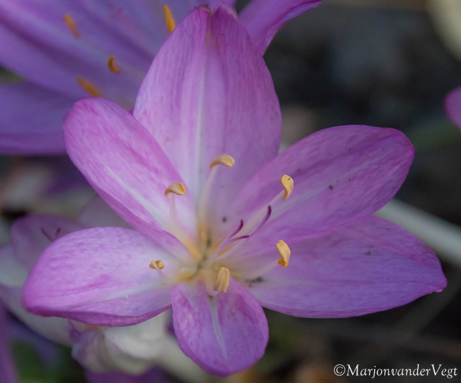 Herfsttijloos - Planten - Herfsttijloos