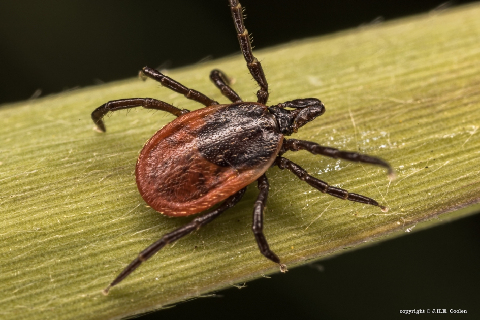 Hertenteek - Geleedpotigen - Hertenteek