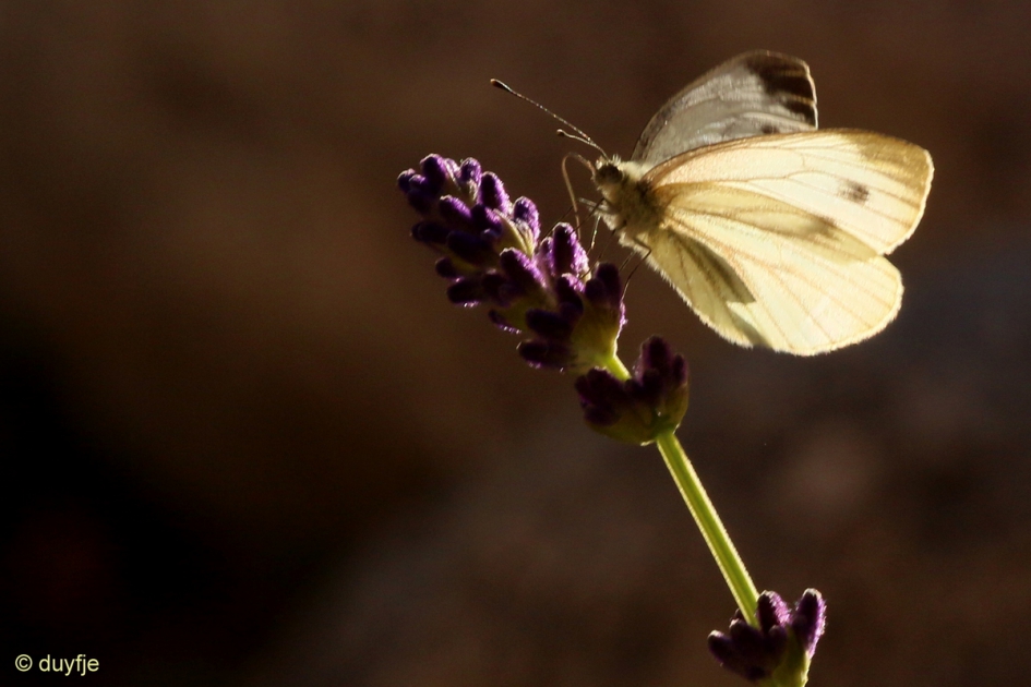 het kan nog even - Geleedpotigen - Groot Koolwitje