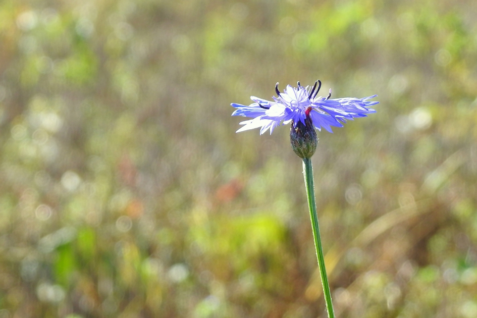 Het koren is geoogst - Planten - Korenbloem