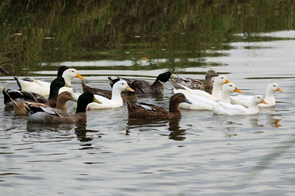 Het nieuwe kabinet - Vogels - 