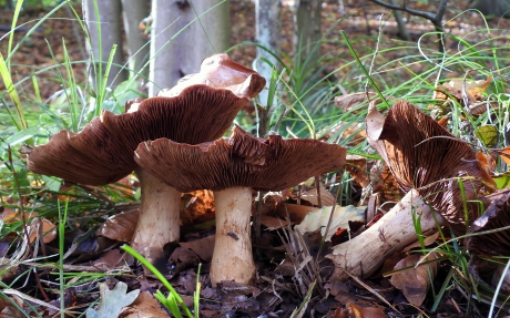 Het trio anderhalve week later