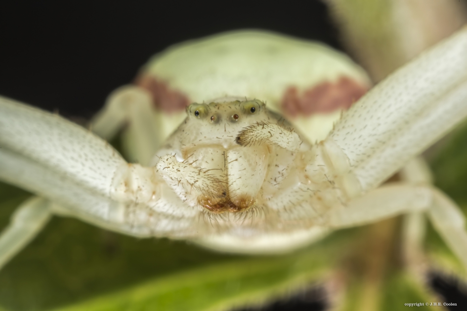 Hmmm..... - Geleedpotigen - Gewone kameleonspin