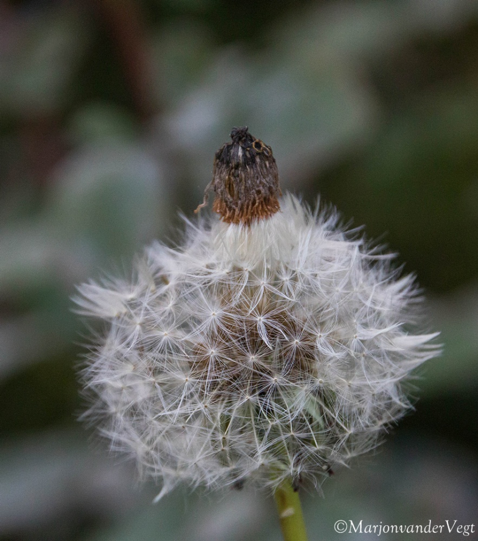 Hoedje op - Planten - Paardebloem