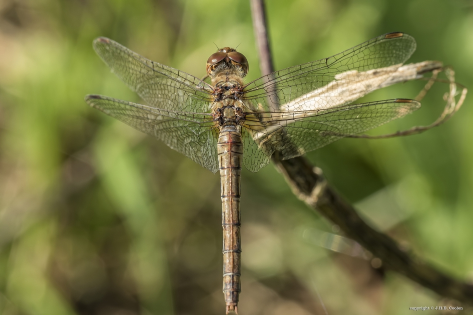 Hoelang nog... - Geleedpotigen - Heidelibel