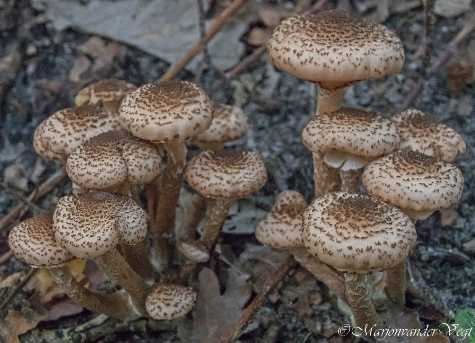 Honingzwammen - Schimmels - honingzwammen