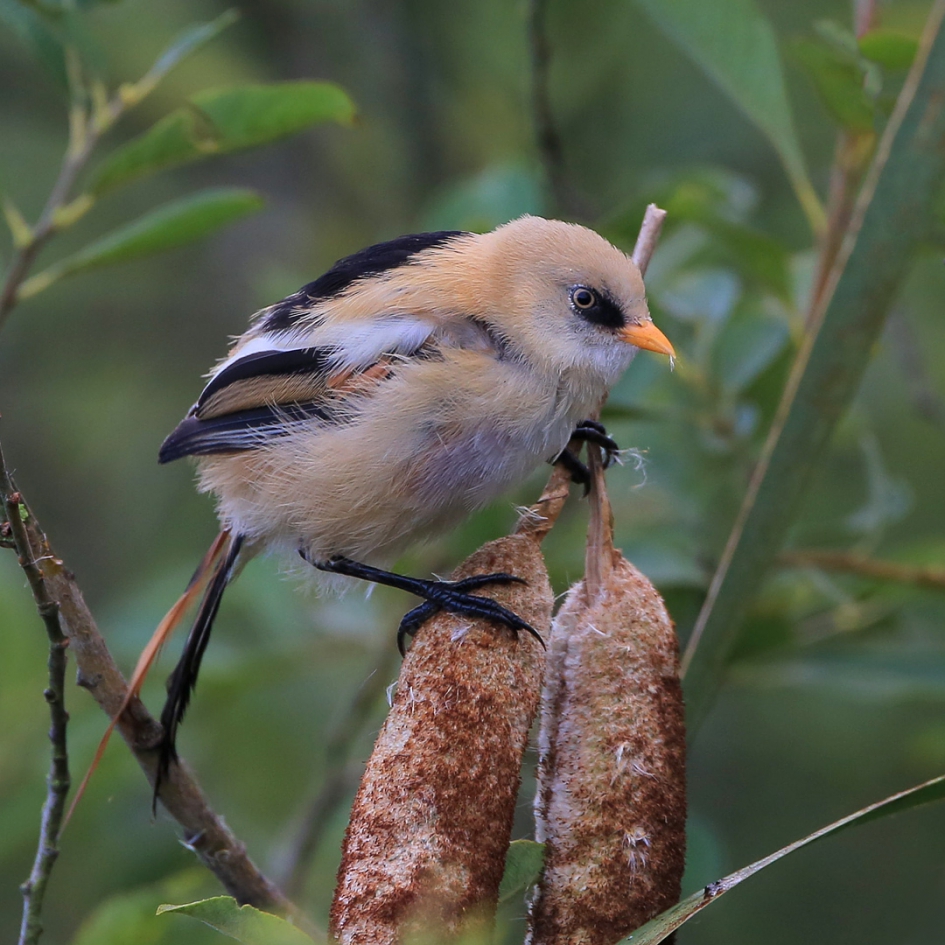 Hoorn de overvloeds ... - Vogels - Baardmannetje