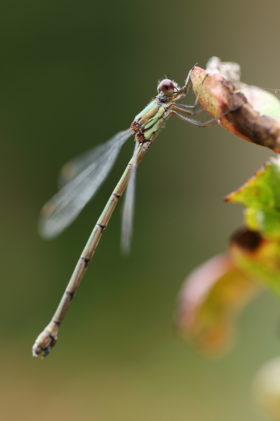 houtpantserjuffer -v- bij windkracht 7 - Geleedpotigen - 