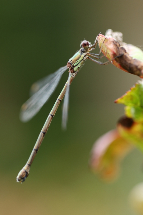 houtpantserjuffer -v- bij windkracht 7