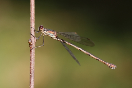 houtpantserjuffer -v-