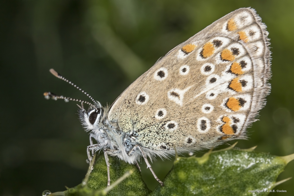 Icarus blauwtje - Geleedpotigen - Icurus blauwtje