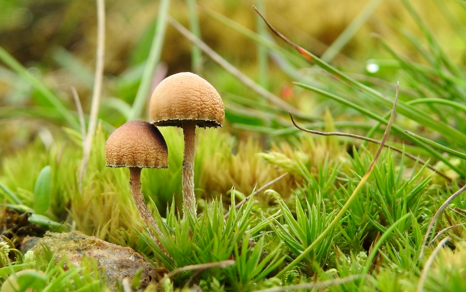 Ienie en mienie - Schimmels - 