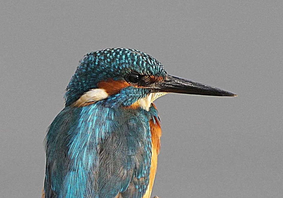 Ijsvogel - Vogels - Ijsvogel