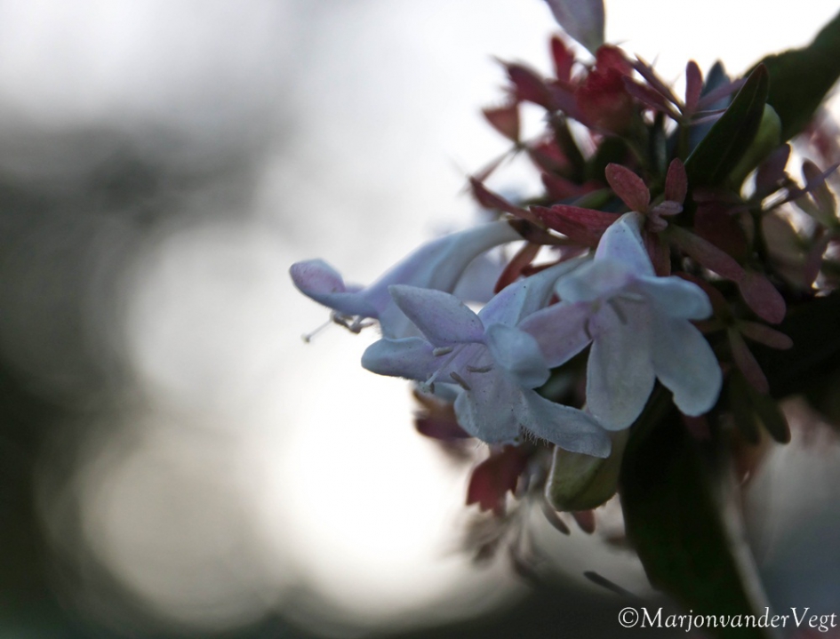 In bloei - Planten - geen id