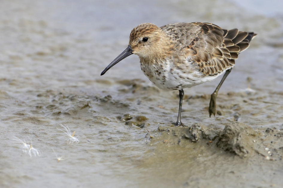 In de luwte ... - Vogels - Bonte Strandloper