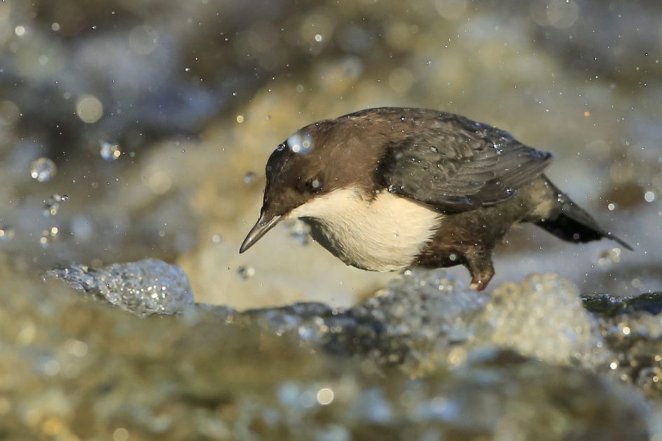 In helder en bruisend water ... - Vogels - ZwartbuikWaterspreeuw