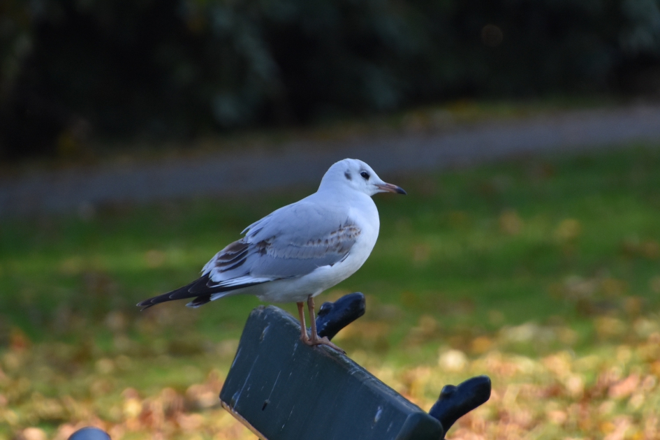In het najaarszonnetje - Vogels - 