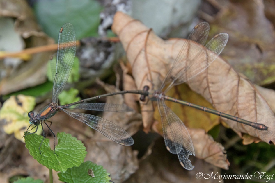 In 't nekkie - Geleedpotigen - waterjuffers