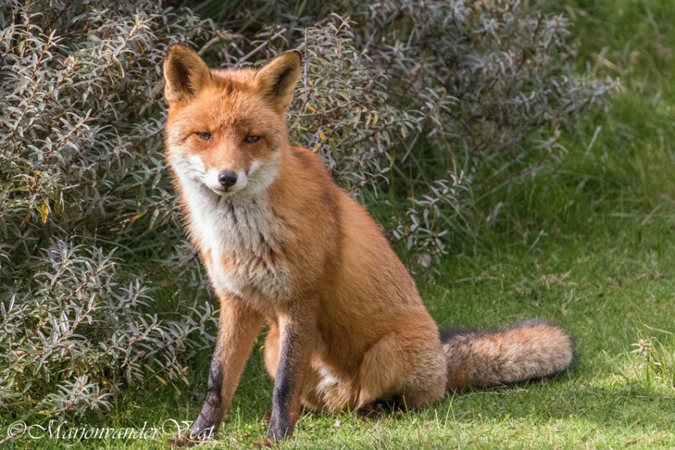 In 't zonnetje - Zoogdieren - vos