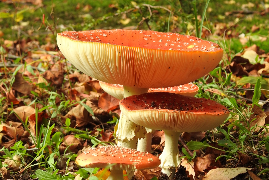 In verschillende maten - Schimmels - Vliegenzwam