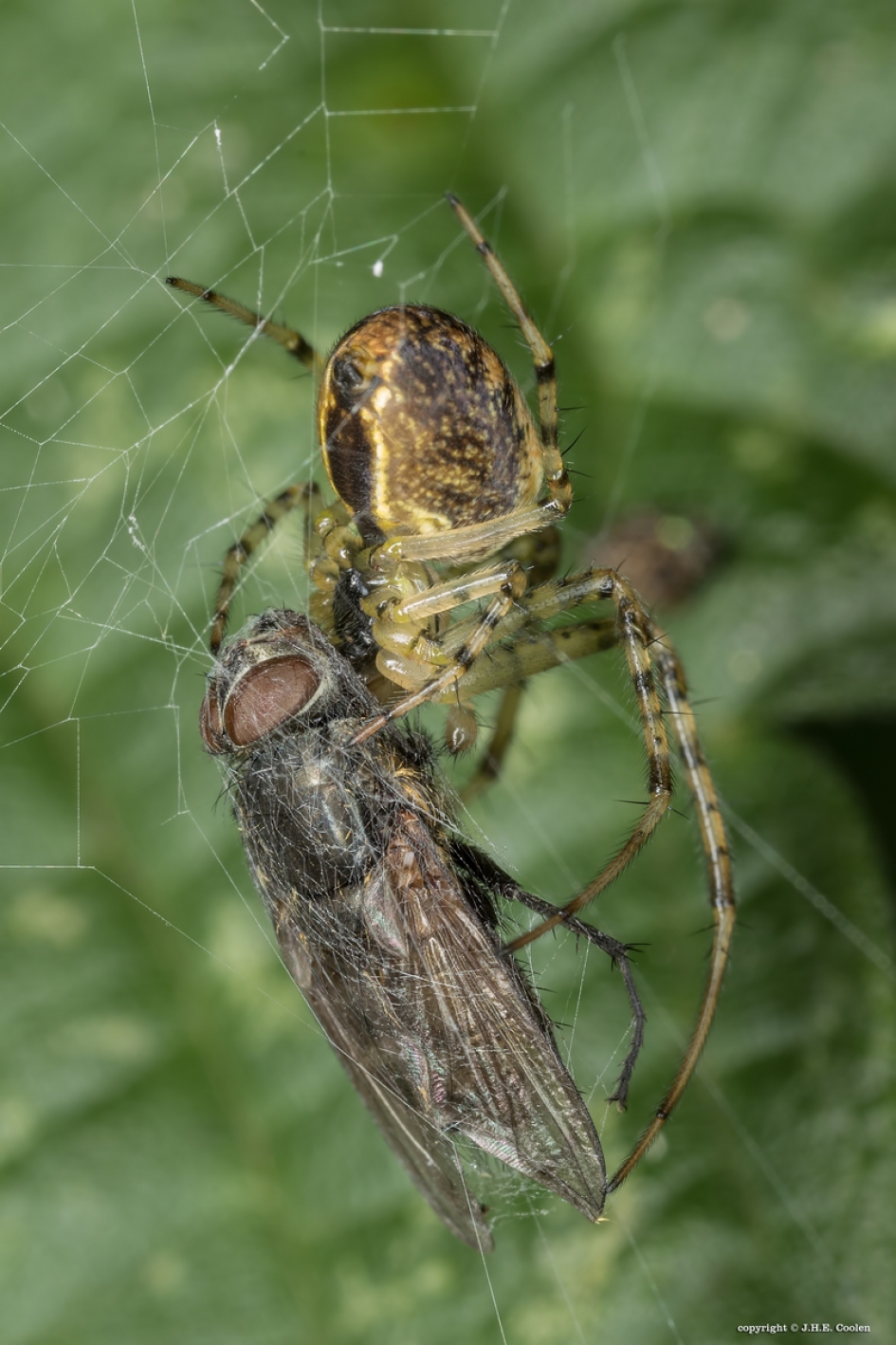 Ingepakt.. - Geleedpotigen - Spinnetje