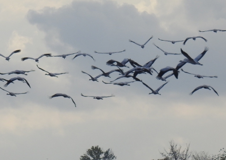 Invliegende kraanvogels