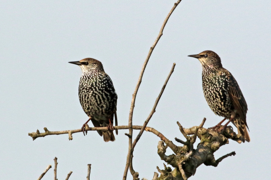 Jansen en Janssen - Vogels - Spreeuwen