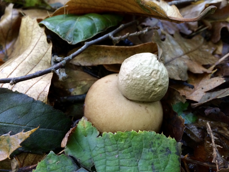 Jonge gekraagde aardster - Schimmels - Gekraagde aardster