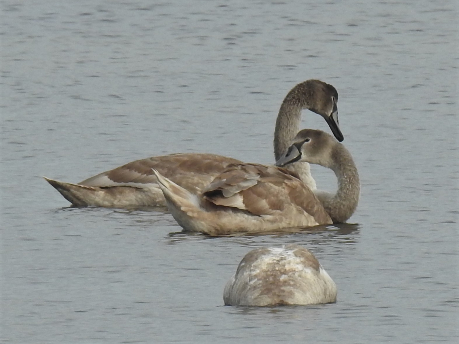 Jonge knobbelzwanen. - Vogels - Knobbelzwaan