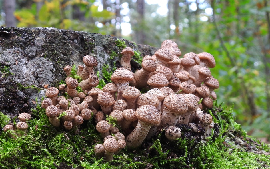 Jongelingen - Schimmels - Schubbige bundelzwam