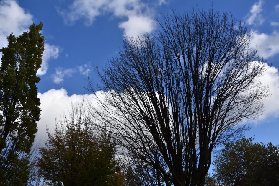 Kale bomen - Planten - 