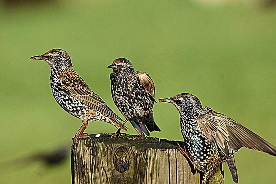 Kan ik er ook bij - Vogels - Spreeuw