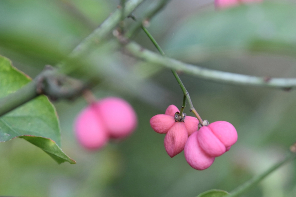 Kardinaalsmuts - Planten - 