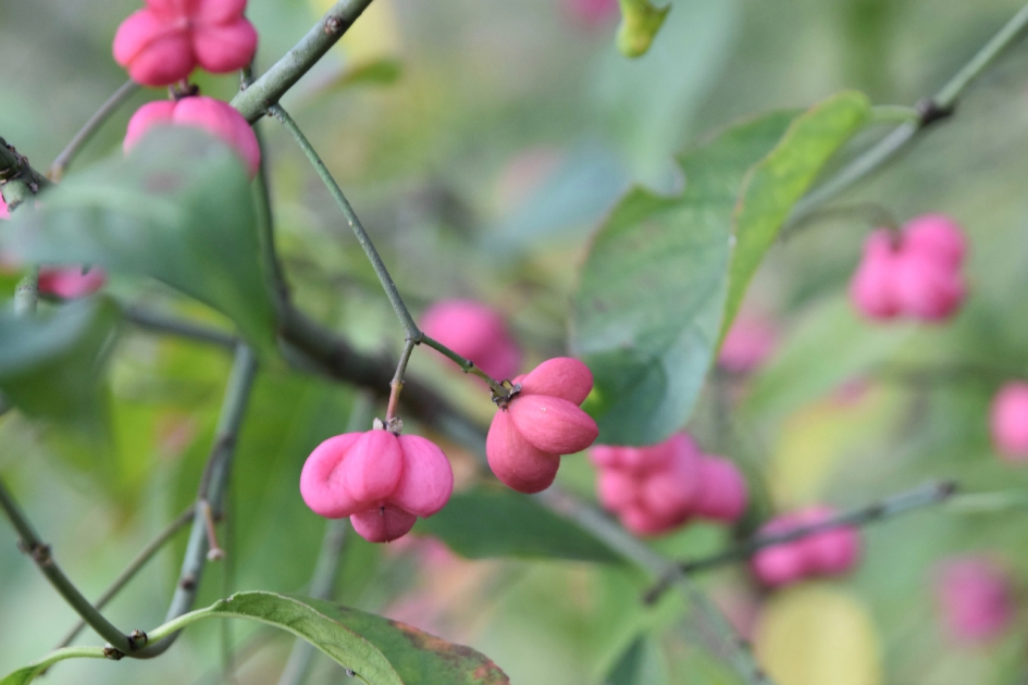 Kardinaalsmuts - Planten - 