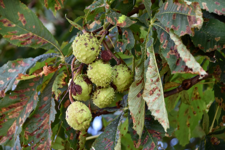 Kastanjes - Planten - 