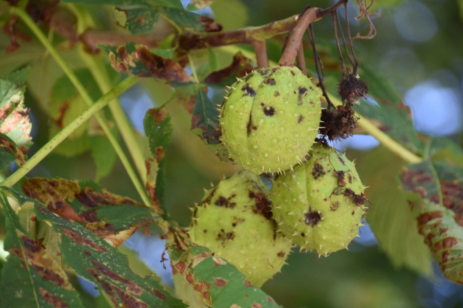 Kastanjes - Planten - 
