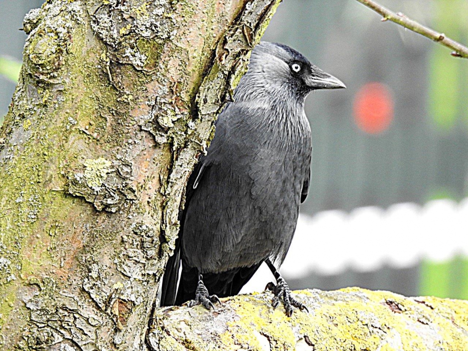 Kauwtje - Vogels - Kauw