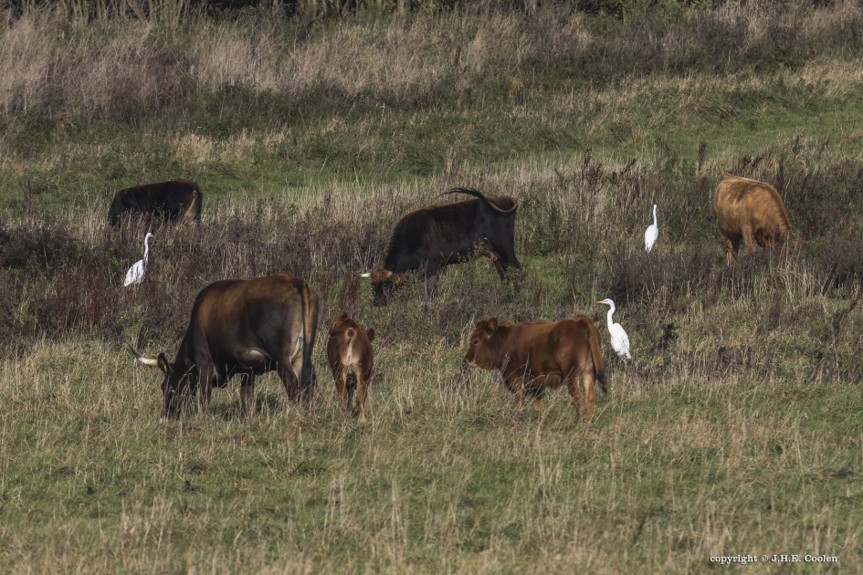 Keent - Zoogdieren - Runderen/ Zilverreiger
