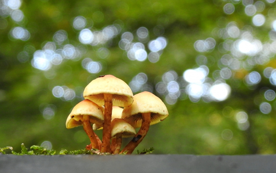 Klein groepje - Schimmels - 