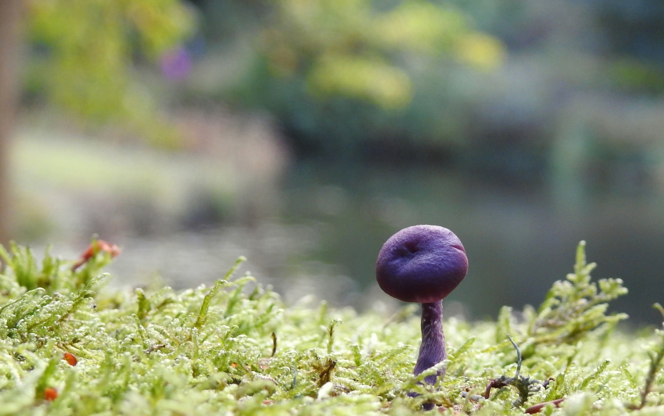 Klein maar opvallend - Schimmels - Amethistzwam