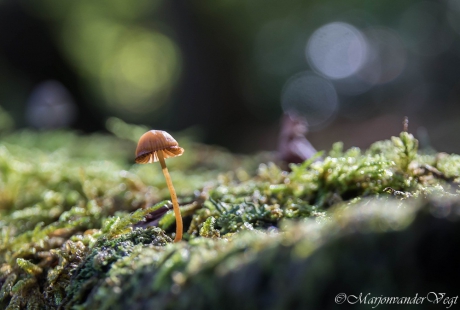 Klein paddenstoeltje