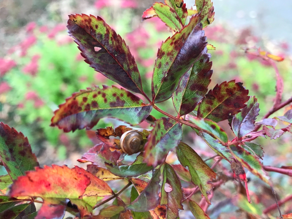 Klein slakje - Geleedpotigen - 