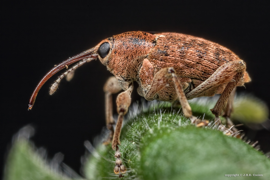 Kleine eikelboorsnuitkever - Geleedpotigen - Kleine eikelboorsnuitkever