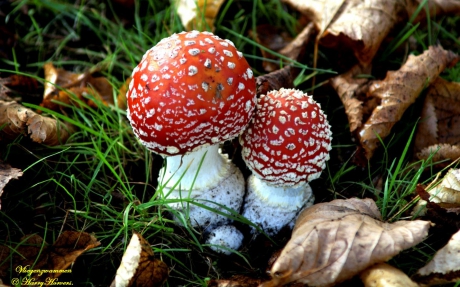 Kleine Vliegenzwammen